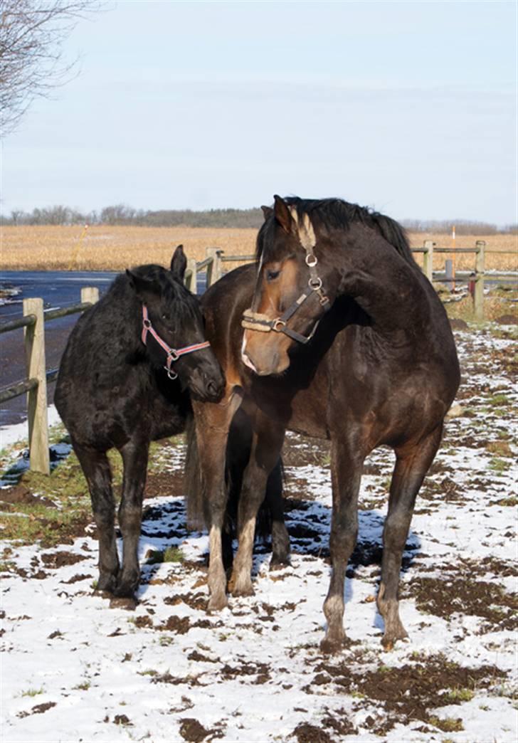 Budweiser :b billede 11