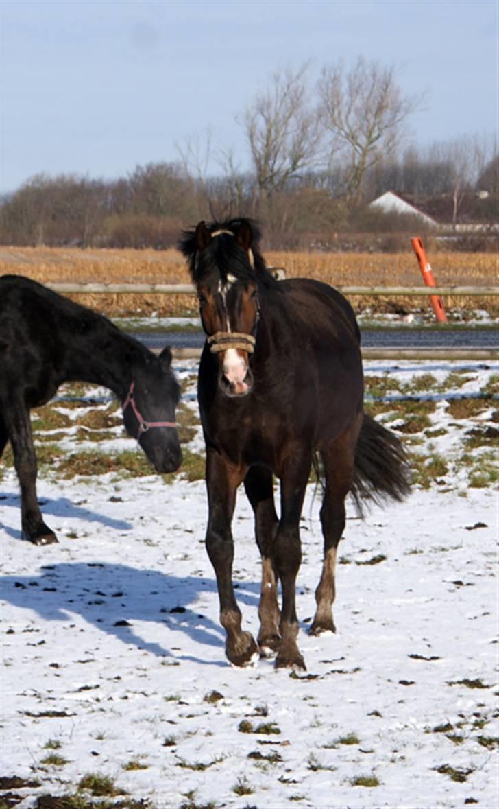 Budweiser :b billede 12