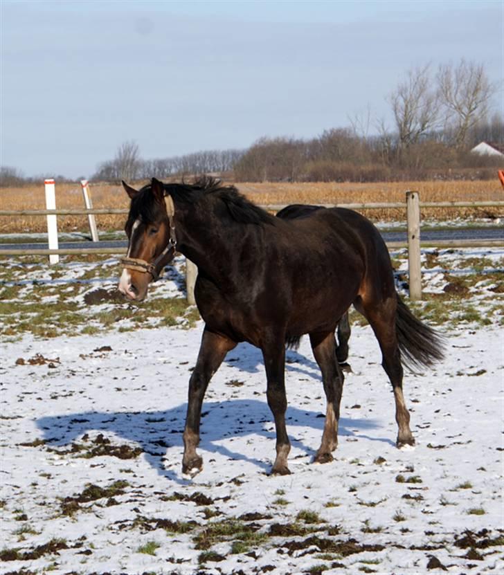 Budweiser :b billede 13