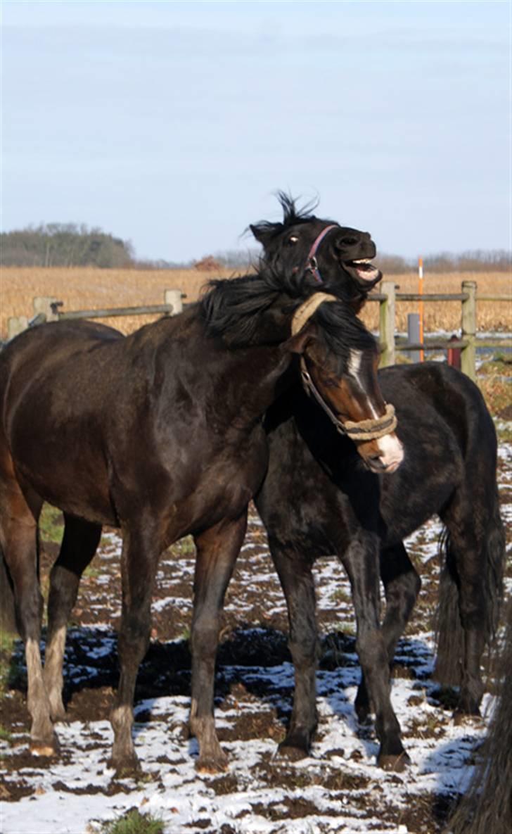 Budweiser :b billede 14