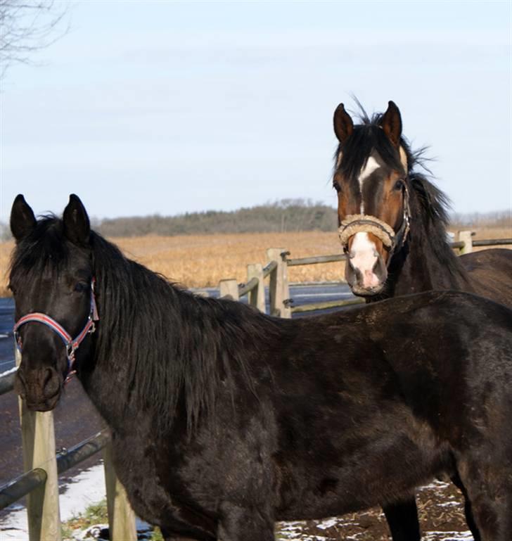 Budweiser :b billede 15