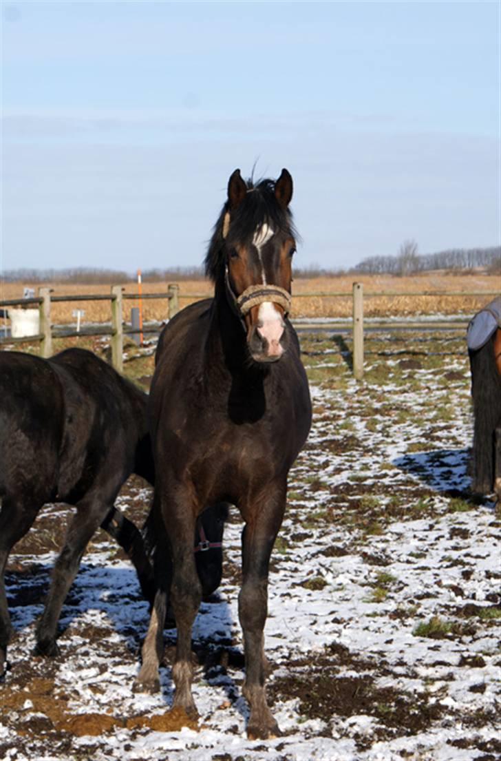 Budweiser :b billede 16