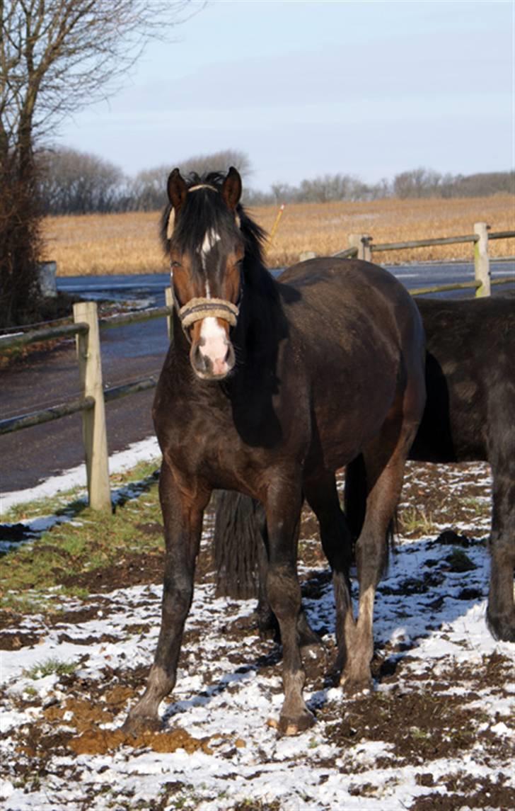 Budweiser :b billede 17