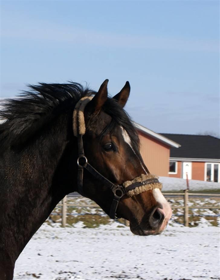 Budweiser :b billede 18