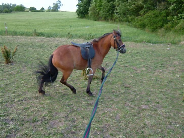 Sjove heste billeder! - Nej nej ikke min røv! - Tulle der får en med pisken da hun ikke gad bevæge sig :-) billede 24