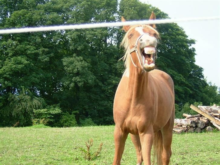 Sjove heste billeder! - GAAAAb siger Ziggi billede 32