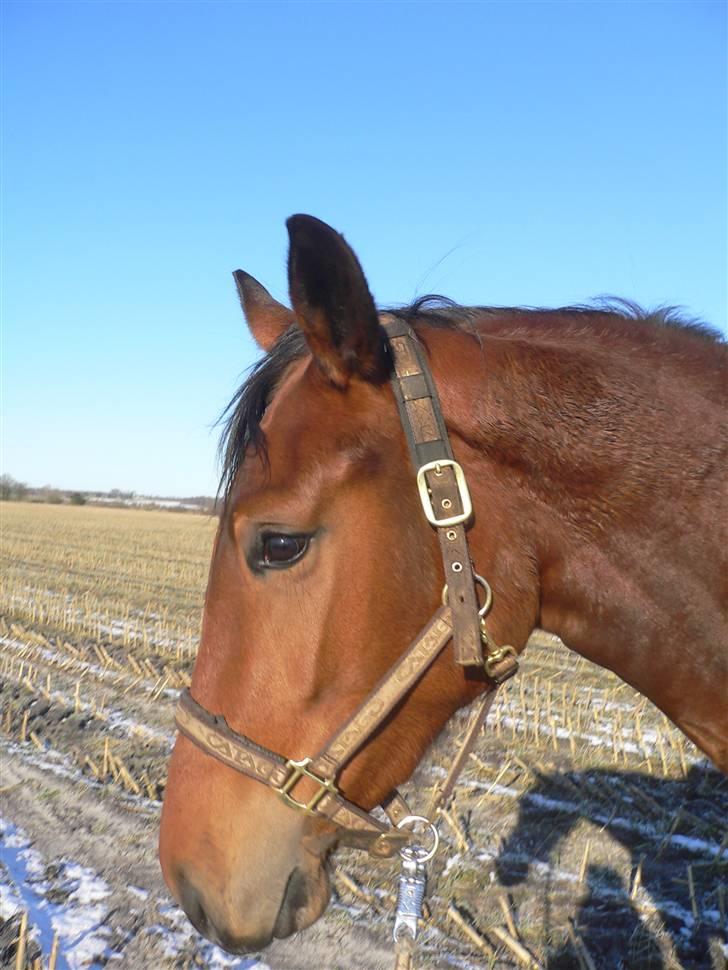 Stald Asbo´s Babe - Står lige og nyder solen :) billede 2