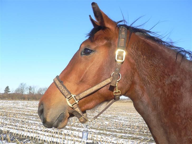 Stald Asbo´s Babe - Mon de andre heste kan se mig Julie ? :P billede 3