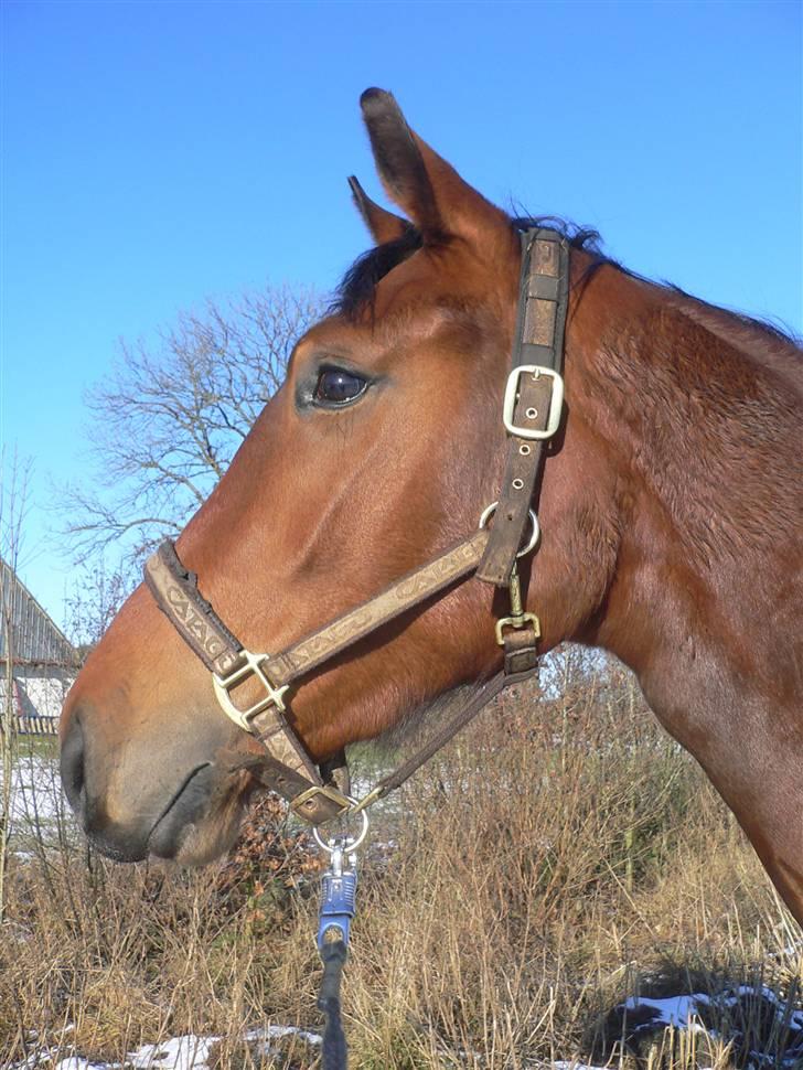 Stald Asbo´s Babe - En hund er meget farlig ifølge Baby <3 billede 4