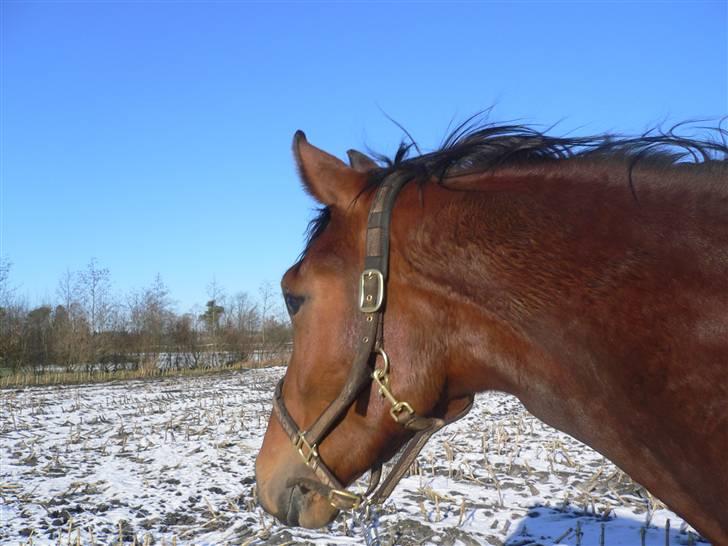 Stald Asbo´s Babe - Lalalala jeg vil denne her vej Julie ! :P billede 5