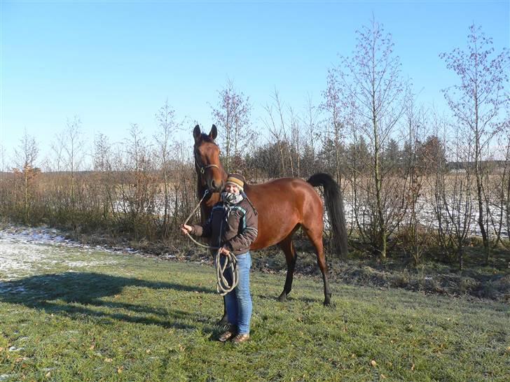 Stald Asbo´s Babe - Wow Julie jeg kan høre de andre heste vrinske, jeg vil indtil dem nu <3 søde hesti :P billede 6