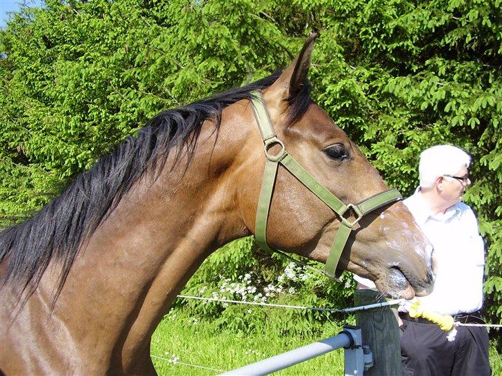 Hestene på Rørmosegård i Ishøj. - Sødals Santiago billede 1