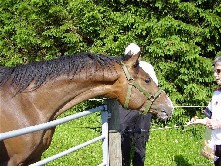 Hestene på Rørmosegård i Ishøj. billede 2