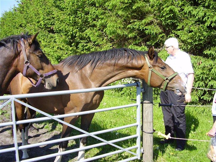 Hestene på Rørmosegård i Ishøj. billede 3