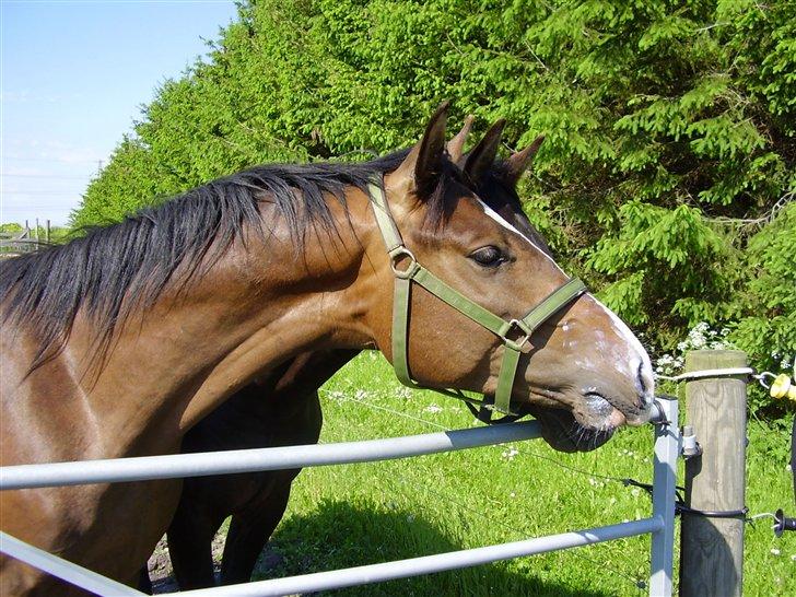 Hestene på Rørmosegård i Ishøj. billede 4