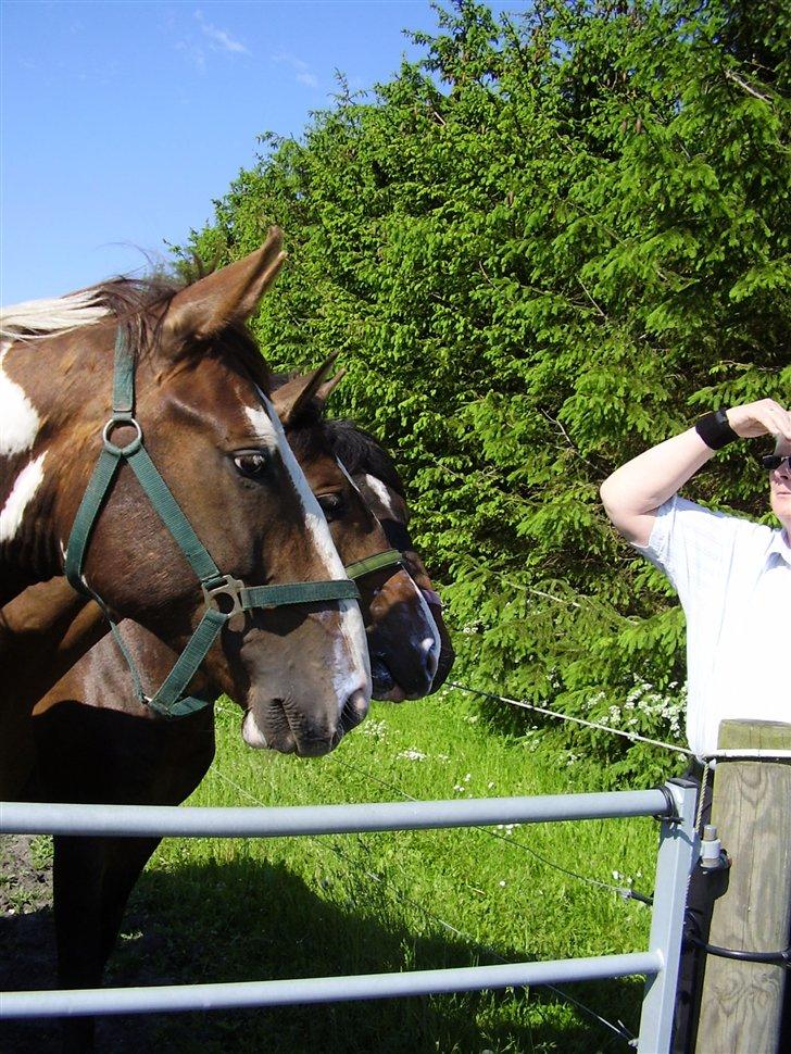 Hestene på Rørmosegård i Ishøj. - Apache billede 5