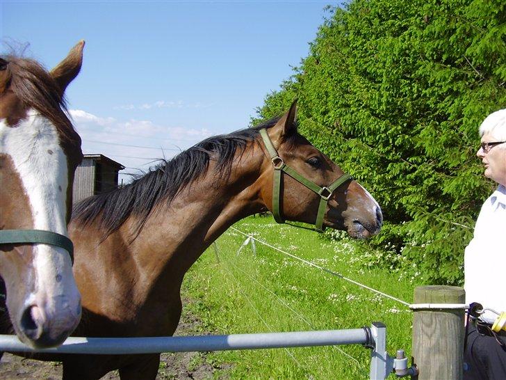 Hestene på Rørmosegård i Ishøj. billede 6