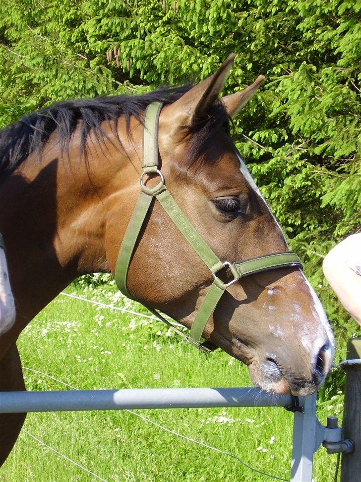 Hestene på Rørmosegård i Ishøj. billede 7