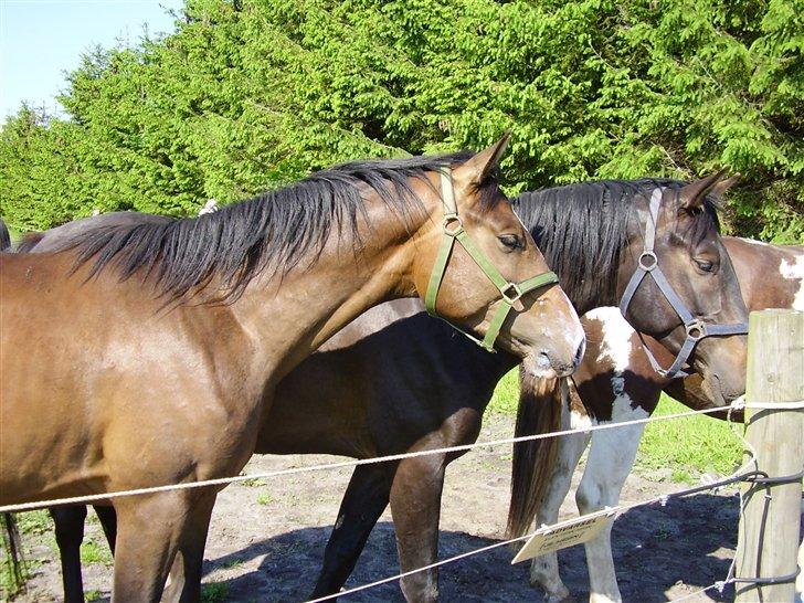 Hestene på Rørmosegård i Ishøj. billede 8