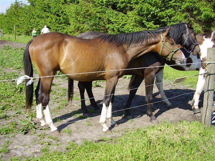 Hestene på Rørmosegård i Ishøj. billede 9