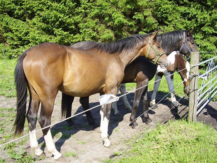 Hestene på Rørmosegård i Ishøj. billede 10