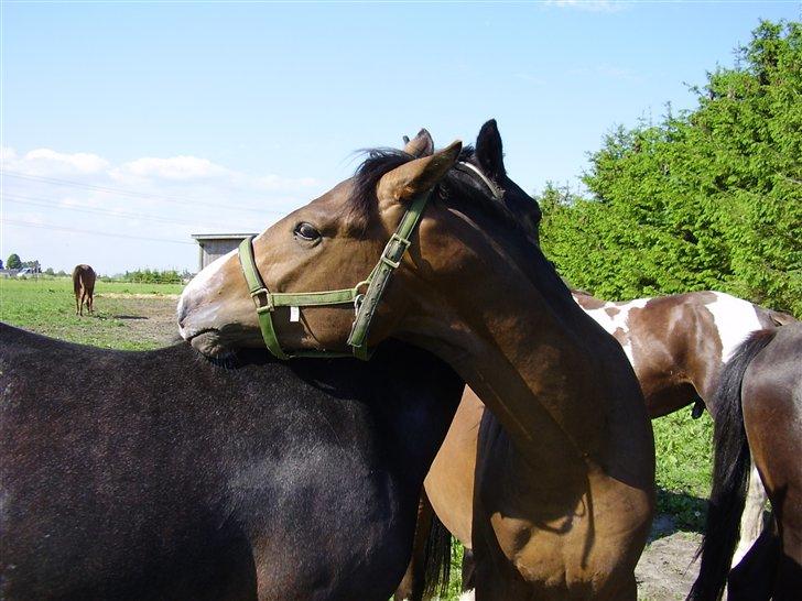 Hestene på Rørmosegård i Ishøj. billede 11