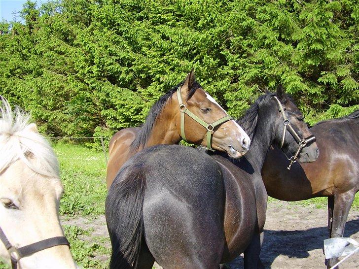 Hestene på Rørmosegård i Ishøj. billede 12