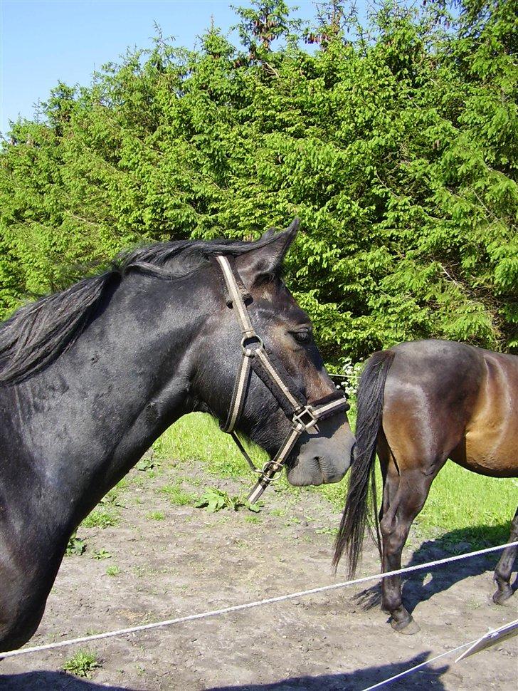 Hestene på Rørmosegård i Ishøj. billede 14