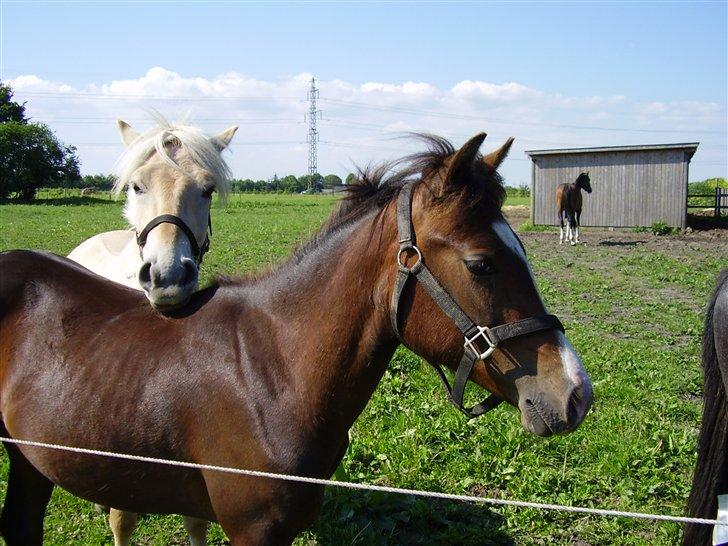 Hestene på Rørmosegård i Ishøj. - Geiger & Lyrik billede 15