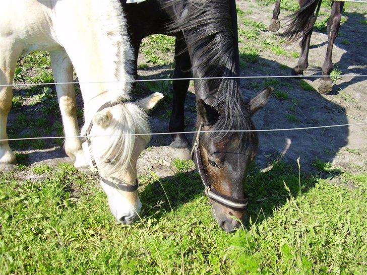 Hestene på Rørmosegård i Ishøj. billede 16