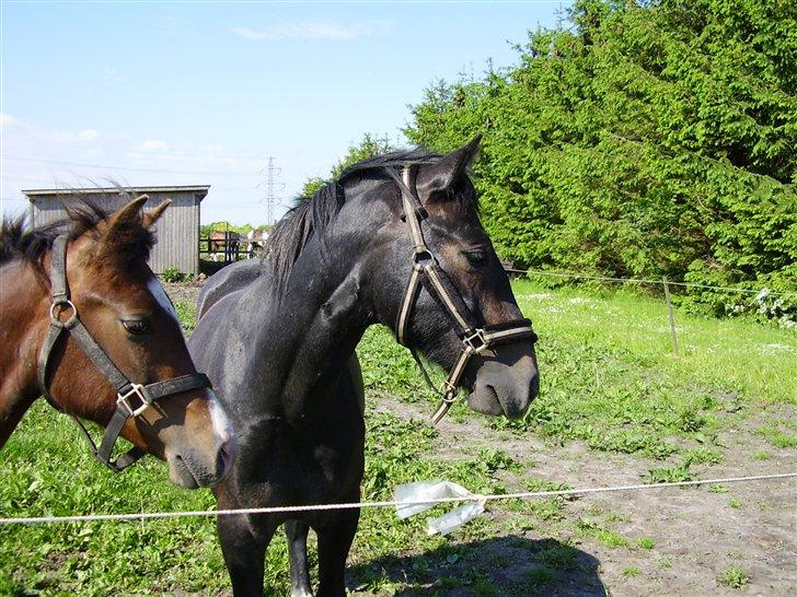 Hestene på Rørmosegård i Ishøj. billede 17