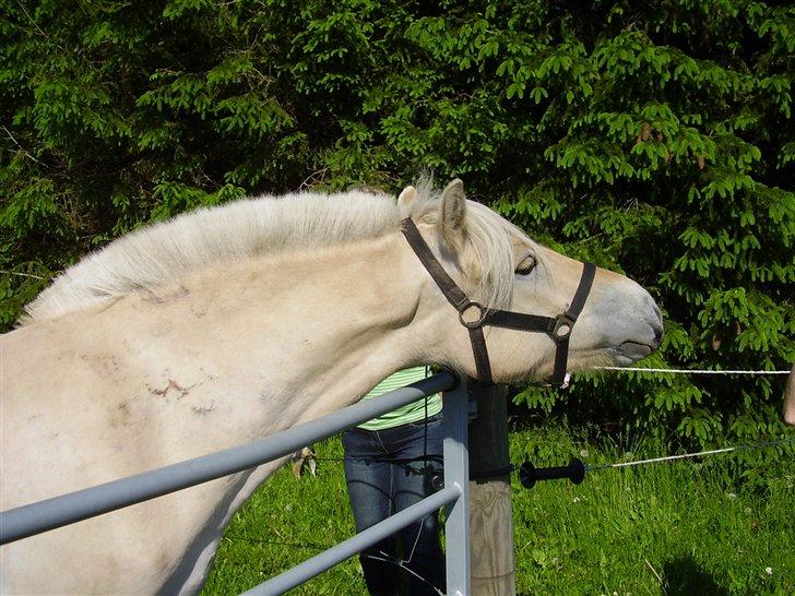 Hestene på Rørmosegård i Ishøj. - Lyrik billede 18