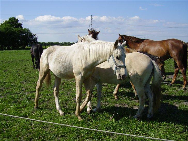 Hestene på Rørmosegård i Ishøj. - Boom Boy billede 19