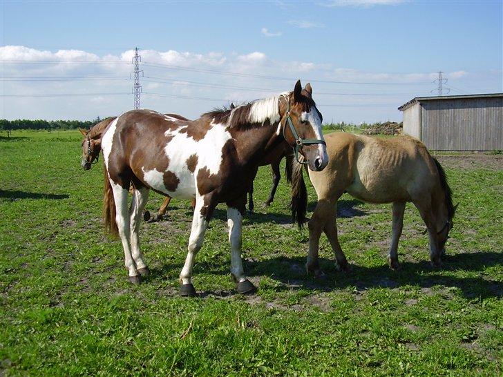 Hestene på Rørmosegård i Ishøj. - Apache billede 20