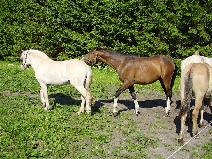 Hestene på Rørmosegård i Ishøj. billede 21