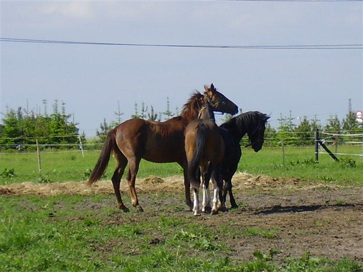 Hestene på Rørmosegård i Ishøj. - Drengene der leger; Raschal, Renzo og Sandy billede 22
