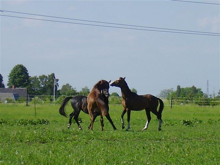 Hestene på Rørmosegård i Ishøj. billede 23