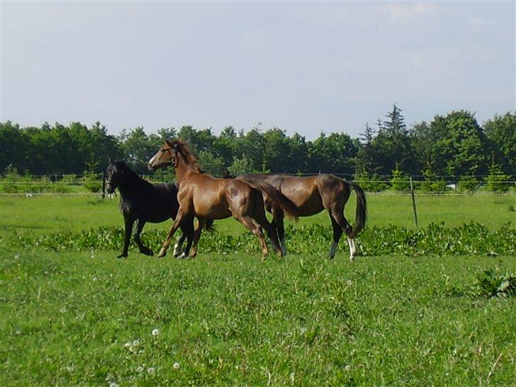 Hestene på Rørmosegård i Ishøj. billede 24