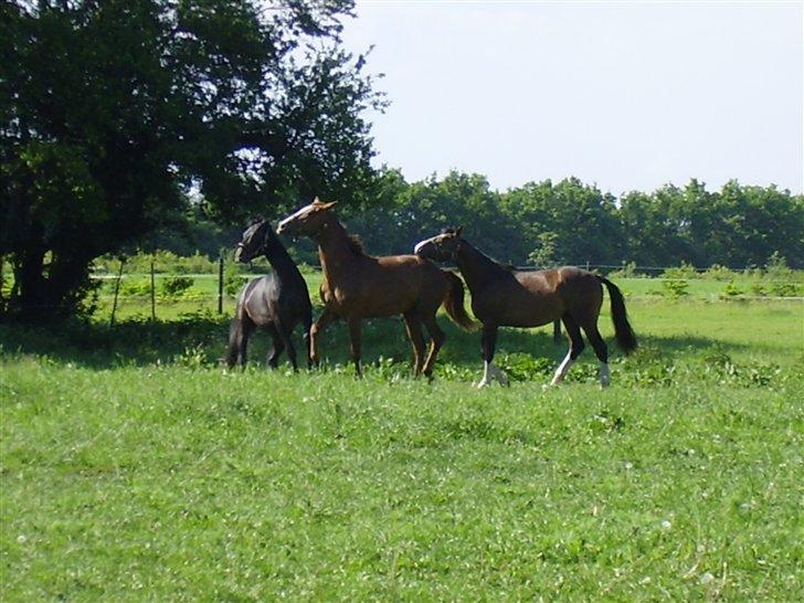 Hestene på Rørmosegård i Ishøj. billede 25