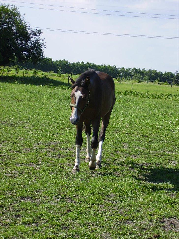 Hestene på Rørmosegård i Ishøj. billede 26