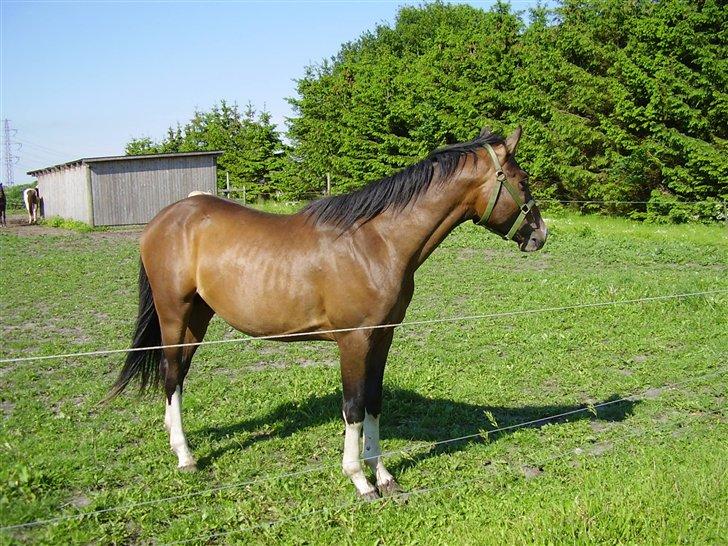 Hestene på Rørmosegård i Ishøj. billede 27