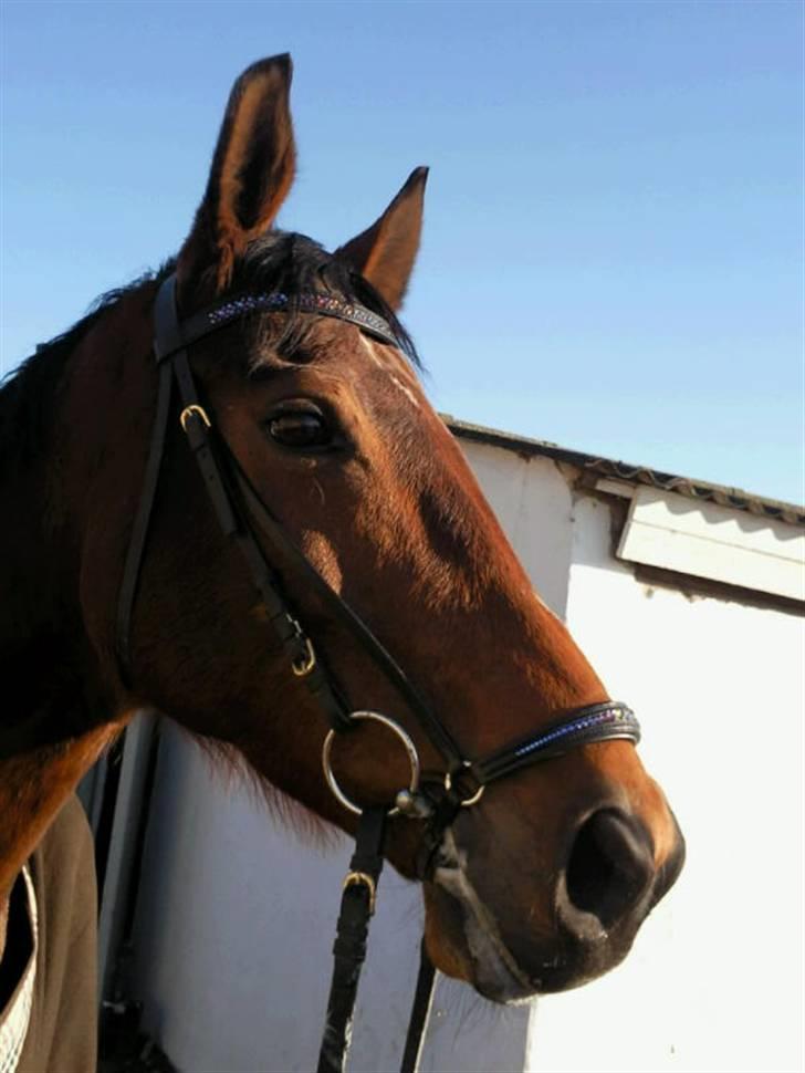 SD pandebånd + næsebånd billede 4