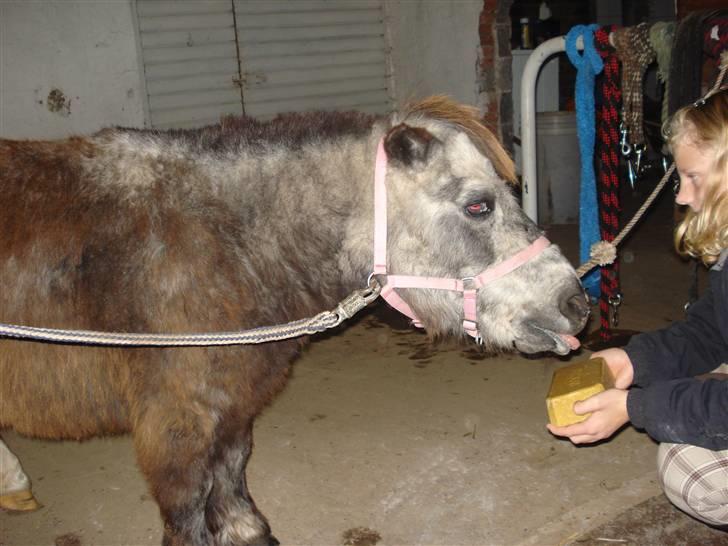 Dyr fra vesterheden ;D - Vores dejlige mullerpige :D billede 2