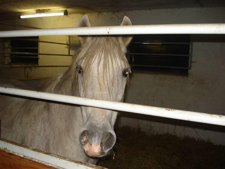 Dyr fra vesterheden ;D - Smukke dejlige Kasper ;D billede 3