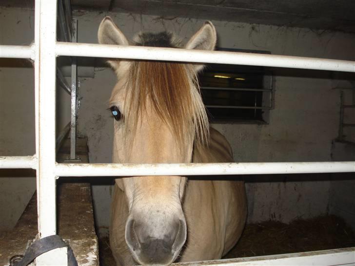 Dyr fra vesterheden ;D - Aske igen xD <*333 billede 4