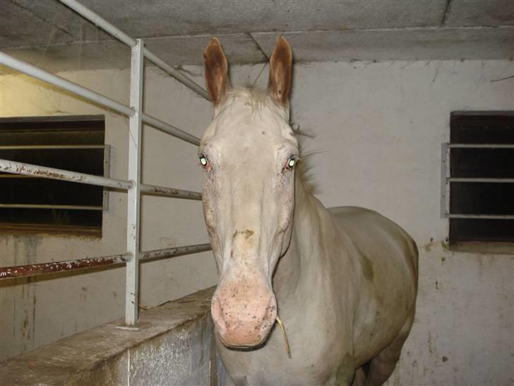 Dyr fra vesterheden ;D - Lille No joke :D billede 5