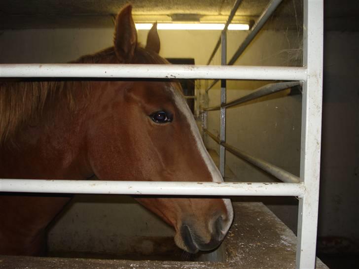 Dyr fra vesterheden ;D - Smukke Dusty <*333 billede 6