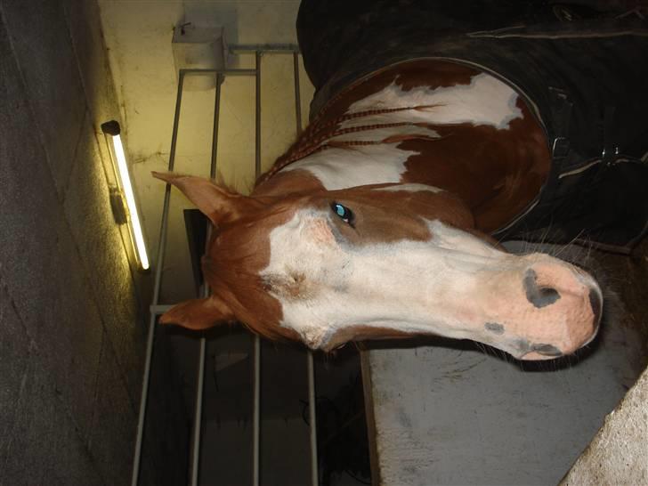 Dyr fra vesterheden ;D - Seje miller <*33333333333333 billede 7