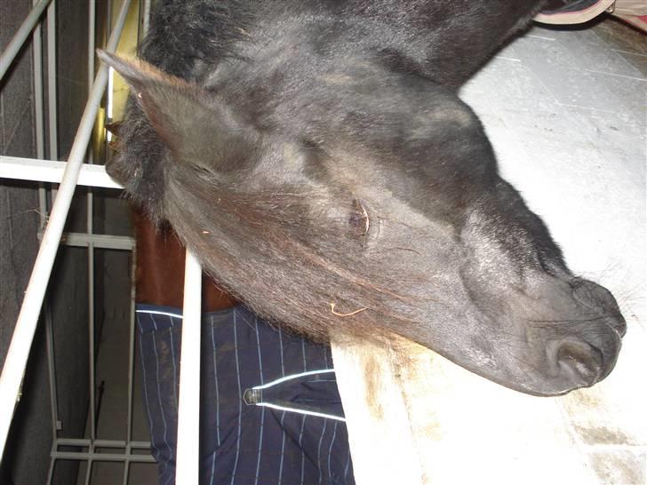 Dyr fra vesterheden ;D - Bella xD billede 8