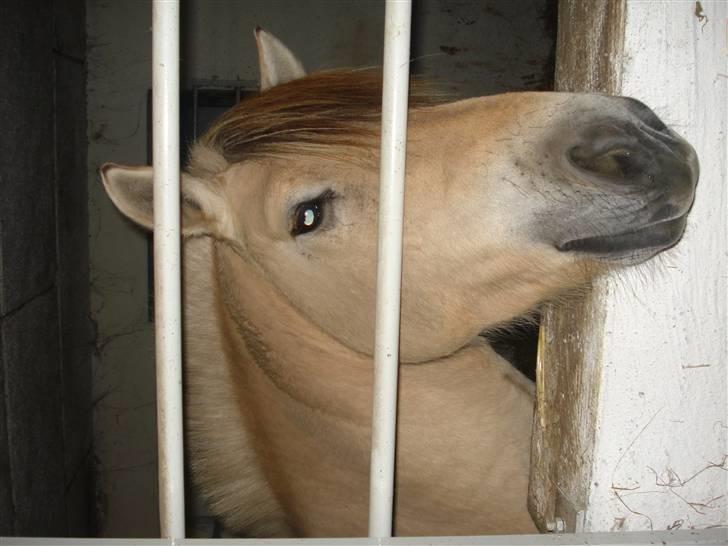 Dyr fra vesterheden ;D - Søøøøde Aske <'333 billede 1